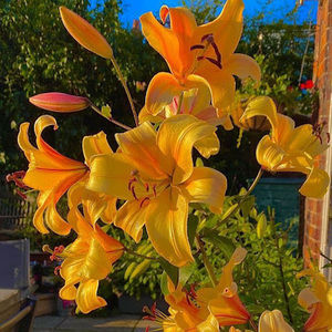 Meet your Posher, Kailey